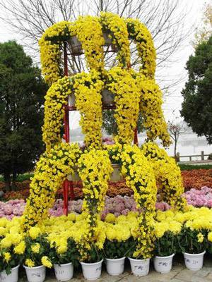 藝菊造型--懸崖菊
